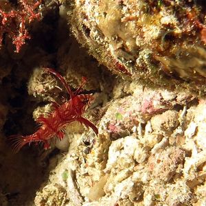 Novaculichthys taeniourus 印度尼西亚 Indonesia , 四王群岛 Raja Ampat @LazyDiving.com 潜水时光