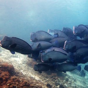 Bolbometopon muricatum 印度尼西亚 Indonesia , 四王群岛 Raja Ampat @LazyDiving.com 潜水时光