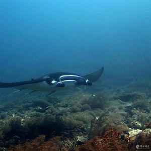 Mobula alfredi 印度尼西亚 Indonesia , 四王群岛 Raja Ampat @LazyDiving.com 潜水时光