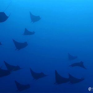 Mobula Mobula 蝠鲼属 Indonesia 印度尼西亚 Raja Ampat 四王群岛 @LazyDiving.com 潜水时光