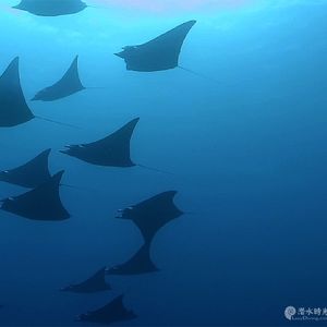 Mobula tarapacana 印度尼西亚 Indonesia , 四王群岛 Raja Ampat @LazyDiving.com 潜水时光