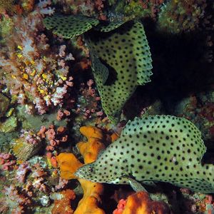 Cromileptes altivelis 印度尼西亚 Indonesia , 四王群岛 Raja Ampat @LazyDiving.com 潜水时光