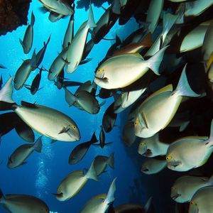 Acanthurus mata 印度尼西亚 Indonesia , 四王群岛 Raja Ampat @LazyDiving.com 潜水时光