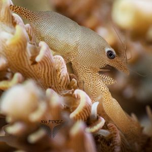 Coralliocaris sandyi 印度尼西亚 Indonesia , 安汶 Ambon @LazyDiving.com 潜水时光