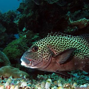 Plectorhinchus chaetodonoides 印度尼西亚 Indonesia , 四王群岛 Raja Ampat @LazyDiving.com 潜水时光