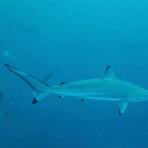 Carcharhinus brevipinna Carcharhinus brevipinna 蔷薇真鲨 Maldives 马尔代夫 @LazyDiving.com 潜水时光