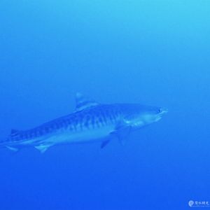 Galeocerdo cuvier Galeocerdo cuvier 虎鲨 Maldives 马尔代夫 @LazyDiving.com 潜水时光