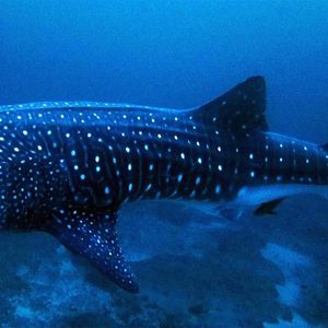 Rhincodon typus Rhincodon typus 鲸鲨 Maldives 马尔代夫 @LazyDiving.com 潜水时光