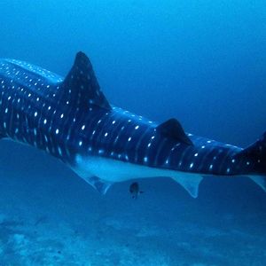 Rhincodon typus 马尔代夫 Maldives @LazyDiving.com 潜水时光