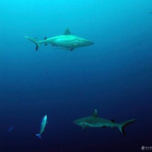 Carcharhinus amblyrhynchos 马尔代夫 Maldives @LazyDiving.com 潜水时光