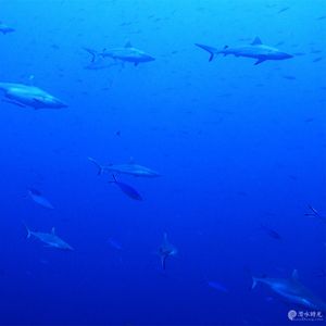 Carcharhinus amblyrhynchos Carcharhinus amblyrhynchos 灰礁鲨 Maldives 马尔代夫 @LazyDiving.com 潜水时光