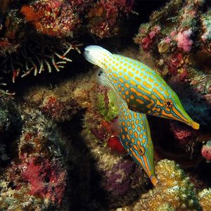 Oxymonacanthus longirostris Oxymonacanthus longirostris 尖吻单棘鲀 Maldives 马尔代夫 @LazyDiving.com 潜水时光