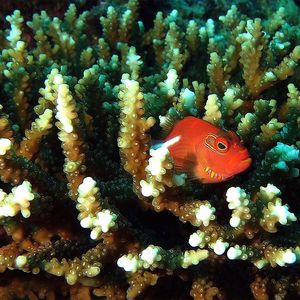 Paracirrhites arcatus 马尔代夫 Maldives @LazyDiving.com 潜水时光