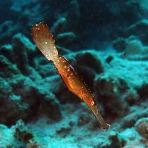 Solenostomus cyanopterus Solenostomus cyanopterus 枯叶鬼龙 Maldives 马尔代夫 @LazyDiving.com 潜水时光