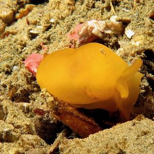 Berthellina delicata Berthellina delicata 印度尼西亚 Indonesia , 马鲁古 Maluku , 安汶 Ambon @LazyDiving.com 潜水时光