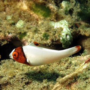 Cetoscarus bicolor 印度尼西亚 Indonesia , 安汶 Ambon @LazyDiving.com 潜水时光