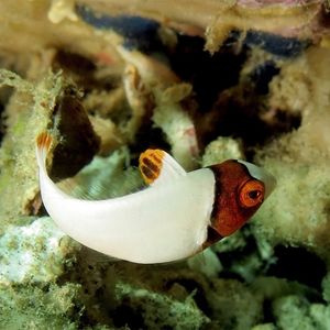 Cetoscarus bicolor Cetoscarus bicolor 双色大鹦嘴鱼 Indonesia 印度尼西亚 Ambon 安汶 @LazyDiving.com 潜水时光