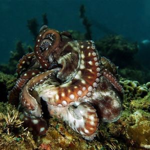 Octopus cyanea 印度尼西亚 Indonesia , 安汶 Ambon @LazyDiving.com 潜水时光