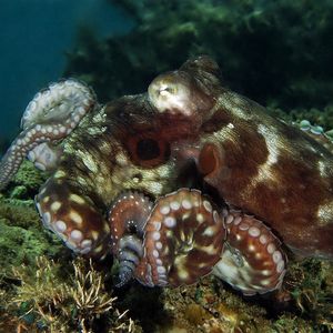 Octopus cyanea 印度尼西亚 Indonesia , 安汶 Ambon @LazyDiving.com 潜水��时光