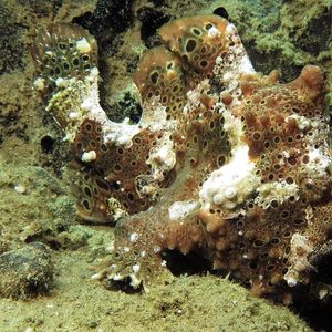 Antennarius maculatus 印度尼��西亚 Indonesia , 安汶 Ambon @LazyDiving.com 潜水时光