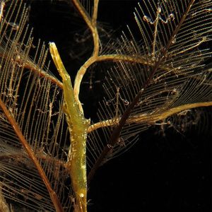 Tozeuma lanceolatum Tozeuma lanceolatum 印度尼西亚 Indonesia , 巴厘岛 Bali , 图蓝本 Tulamben @LazyDiving.com 潜水时光