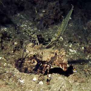 Dactylopus kuiteri 印度尼西亚 Indonesia , 安汶 Ambon @LazyDiving.com 潜水时光