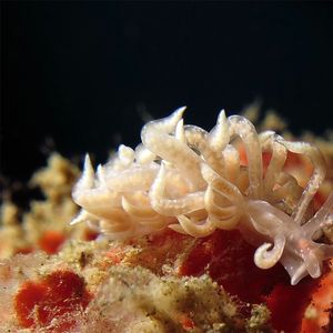 Phyllodesmium poindimiei 印度尼西亚 Indonesia , 安汶 Ambon @LazyDiving.com 潜水时光