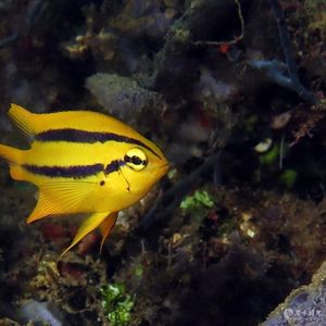 Neoglyphidodon nigroris 印度尼西亚 Indonesia , 安汶 Ambon @LazyDiving.com 潜水时光