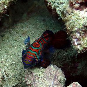 Synchiropus splendidus 印度尼西亚 Indonesia , 安汶 Ambon @LazyDiving.com 潜水时光