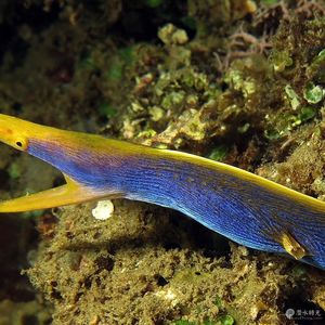 Rhinomuraena quaesita Rhinomuraena quaesita 印度尼西亚 Indonesia , 马鲁古 Maluku , 安汶 Ambon @LazyDiving.com 潜水时光