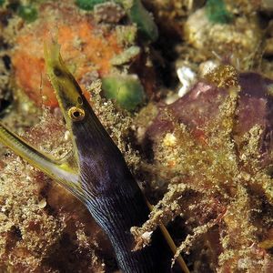 Rhinomuraena quaesita Rhinomuraena quaesita 印度尼西亚 Indonesia , 马鲁古 Maluku , 安汶 Ambon @LazyDiving.com 潜水时光