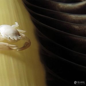 Porcellanella triloba Porcellanella triloba 印度尼西亚 Indonesia , 马鲁古 Maluku , 安汶 Ambon @LazyDiving.com 潜水时光