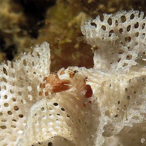 Pachycheles garciaensis 印度尼西亚 Indonesia , 安汶 Ambon @LazyDiving.com 潜水时光