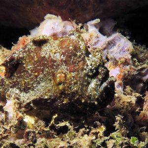 Antennatus coccineus 印度尼西亚 Indonesia , 安汶 Ambon @LazyDiving.com 潜��水时光