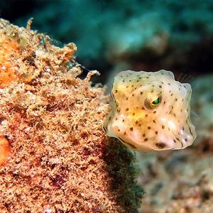 Lactoria diaphana 印度尼西亚 Indonesia , 安汶 Ambon @LazyDiving.com 潜水时光