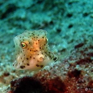 Lactoria diaphana 印度尼西亚 Indonesia , 安汶 Ambon @LazyDiving.com 潜水时光