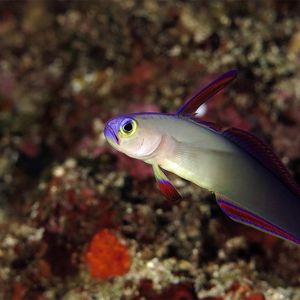 Nemateleotris decora Nemateleotris decora 印度尼西亚 Indonesia , 马鲁古 Maluku , 安汶 Ambon @LazyDiving.com 潜水时光