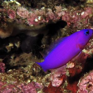 Pictichromis porphyrea Pictichromis porphyrea 紫准雀鲷 Indonesia 印度尼西亚 Ambon 安汶 @LazyDiving.com 潜水时光