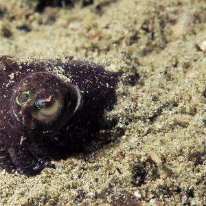 Euprymna berryi �印度尼西亚 Indonesia , 安汶 Ambon @LazyDiving.com 潜水时光