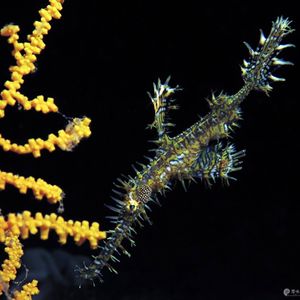 Solenostomus paradoxus 印度尼西亚 Indonesia , 安汶 Ambon @LazyDiving.com 潜水时光