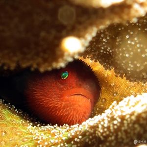 Paragobiodon echinocephalus 印度尼西亚 Indonesia , 马鲁古 Maluku , 安汶 Ambon @LazyDiving.com 潜水时光
