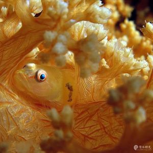 Pleurosicya boldinghi 印度尼西亚 Indonesia , 安汶 Ambon @LazyDiving.com 潜水时光