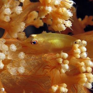 Pleurosicya boldinghi 印度尼西亚 Indonesia , 马鲁古 Maluku , 安汶 Ambon @LazyDiving.com 潜水时光