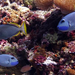 Xanthichthys auromarginatus 印度尼西亚 Indonesia , 安汶 Ambon @LazyDiving.com 潜水时光