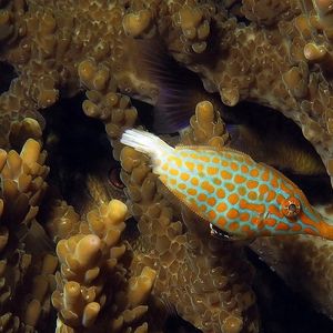 Oxymonacanthus longirostris Oxymonacanthus longirostris 印度尼西亚 Indonesia , 马鲁古 Maluku , 安汶 Ambon @LazyDiving.com 潜水时光