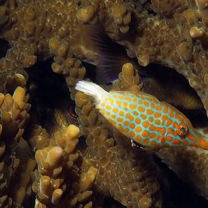 Oxymonacanthus longirostris 印度尼西亚 Indonesia , 安汶 Ambon @LazyDiving.com 潜水时光