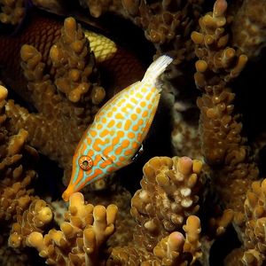 Oxymonacanthus longirostris Oxymonacanthus longirostris 印度尼西亚 Indonesia , 马鲁古 Maluku , 安汶 Ambon @LazyDiving.com 潜水时光