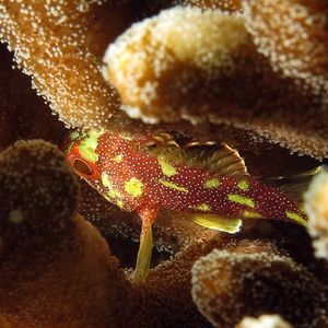 Sebastapistes cyanostigma 印度尼西亚 Indonesia , 安汶 Ambon @LazyDiving.com 潜水时光