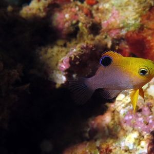 Chrysiptera talboti 印度尼西亚 Indonesia , 安汶 Ambon @LazyDiving.com 潜水时光