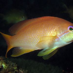 Pseudanthias sheni 印度尼西亚 Indonesia , 安�汶 Ambon @LazyDiving.com 潜水时光